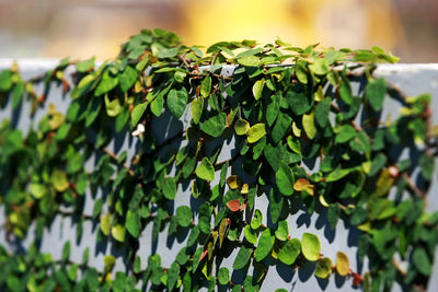 Close-up of ivy growing on tree