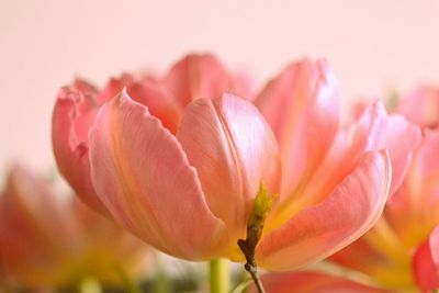 Close-up of pink flower blooming