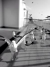 Birds perching on shore