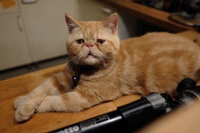 Portrait of ginger cat