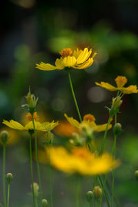 Yellow cosmos flowers blooming outdoors