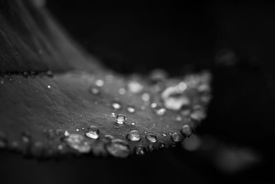 Close-up of water drops on leaf