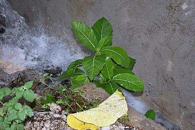 High angle view of wet leaves on rock