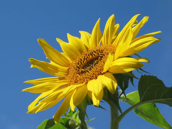 Low angle view of sunflower