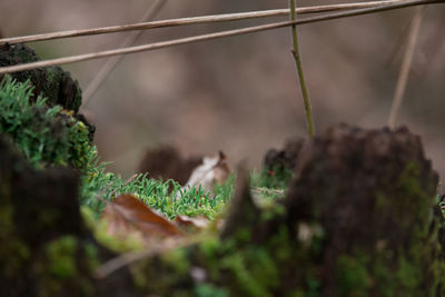 Close-up of plant