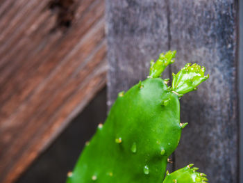 Close-up of fresh green leaves on plant against wall