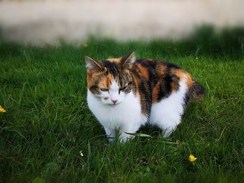 Portrait of cat on field