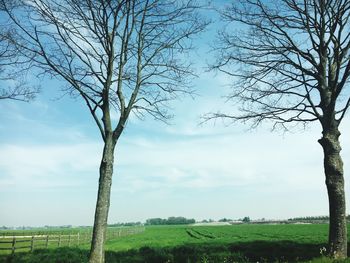 Bare tree on field against sky