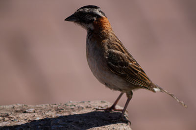 Close-up of bird perching