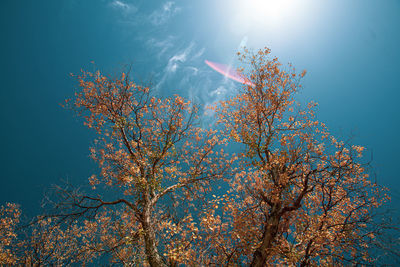 Low angle view of tree against sky during autumn