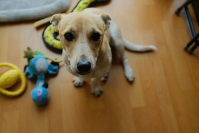 Close-up of dog