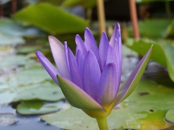 Close-up of lotus water lily in pond