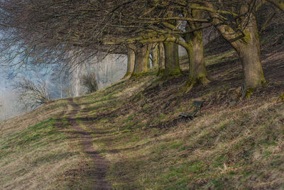 Full frame shot of trees growing in forest