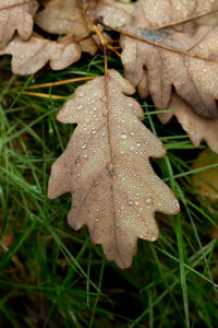 Close-up of dew drops on dry leaves