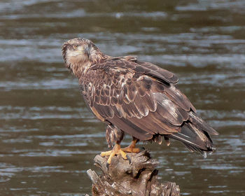 Close up of bird in water