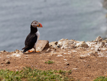 Bird perching on a rock