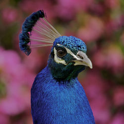Close-up of peacock