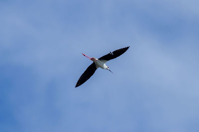 Black-winged stilt fly in sky