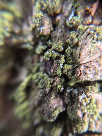 Close-up of moss growing on tree trunk