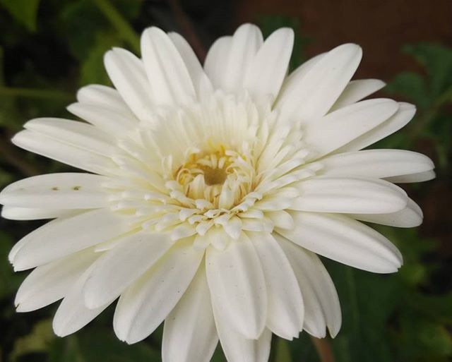 flower, petal, flower head, freshness, fragility, white color, close-up, growth, beauty in nature, single flower, pollen, focus on foreground, nature, blooming, white, daisy, plant, in bloom, stamen, outdoors