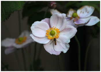 Close-up of flowers blooming outdoors