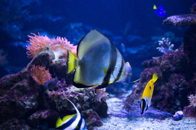 Fish swimming in sea