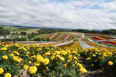 Scenic view of yellow flowering plants on field against cloudy sky