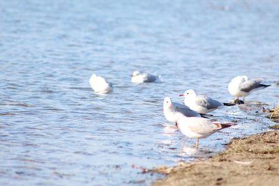 Seagulls in lake