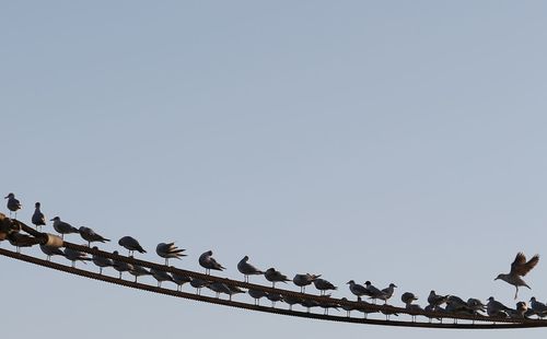 Low angle view of pigeons perching