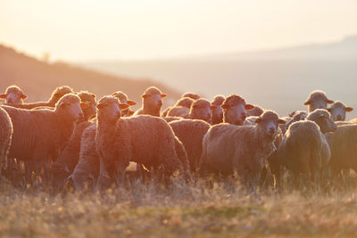 Flock of sheep in a field