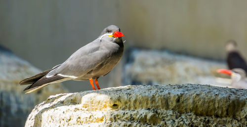 Close-up of bird perching on rock