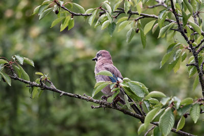 Bird perching on a tree