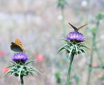 Close-up of honey bee on thistle