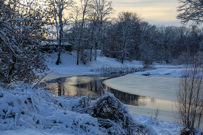 Snow covered plants by trees during winter