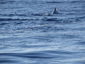 Whale in calm blue sea