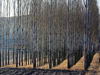 Trees in forest