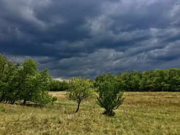 Trees on field against sky