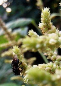 Close-up of flower buds