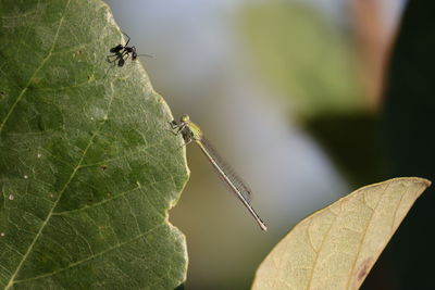 Close-up of insect on leaf