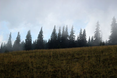 Trees on field against sky