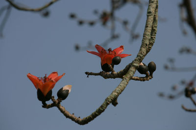 Close-up of red flowering plant against sky