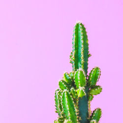 Close-up of cactus plant against pink background