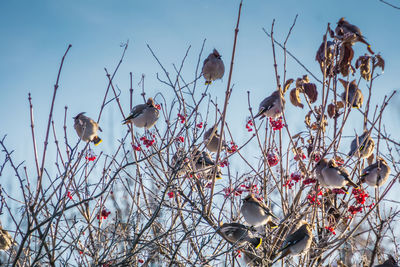 Low angle view of birds perching on tree