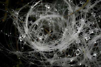 Close-up of water drops on spider web