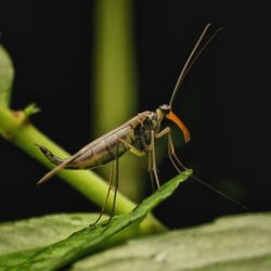 Close-up of insect