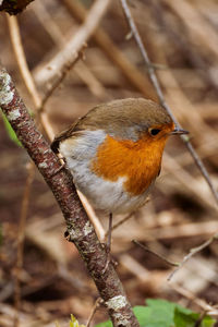 Close-up of a bird perching on a branch