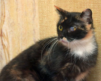 Portrait of black cat