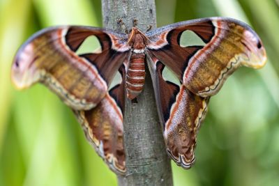 Close-up of butterfly on plant