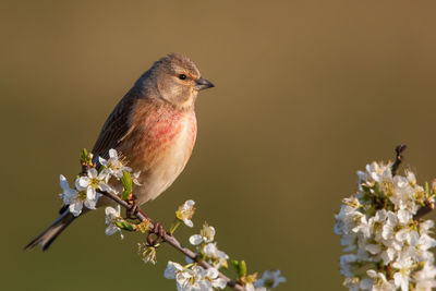 Close-up of bird perching on cherry blossom