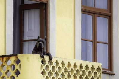 Black dog looking through window of building